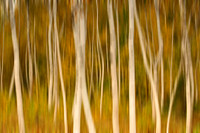 Birch trees at Acadia