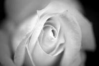 White Rose