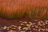 The Tarn