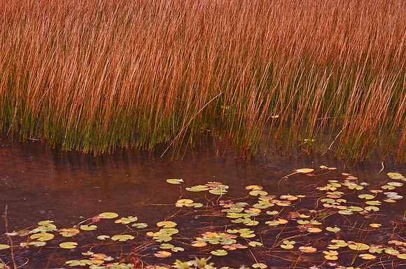 The Tarn