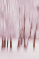 Winter's Bone