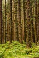 Hoh Forest