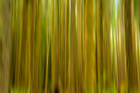 Summer Greens
