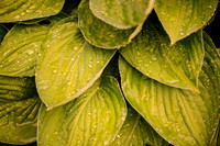 Green Drops