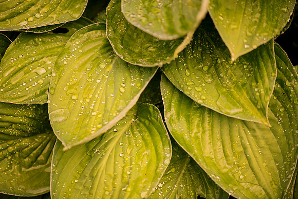 Green Drops